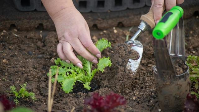 Gardening Maintenance